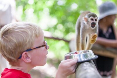 Monkeyland and Zipline Adventure from Puerto Plata