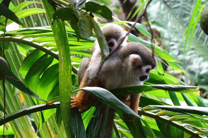 Monkeyland and Zipline Adventure from Puerto Plata - What the $90 price really buys