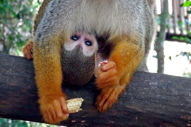 Monkeyland and Zipline Adventure from Puerto Plata - Clothing, health rules, and practical limits