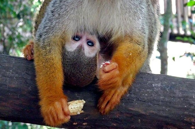 Monkeyland and Zipline Adventure from Puerto Plata - Who will enjoy this most