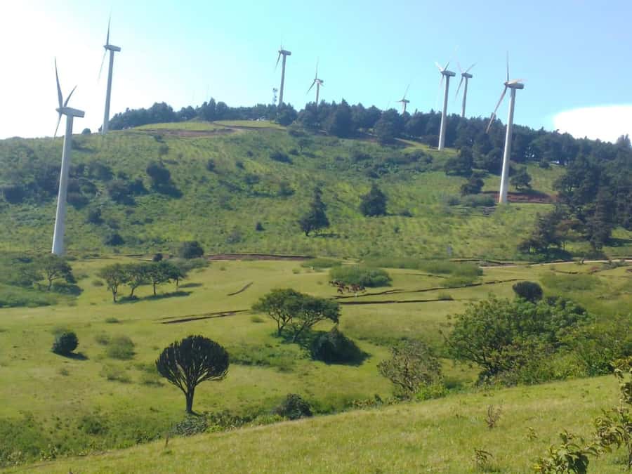 Nairobi: Ngong Hills Hiking and Zip Lining Tour - Indigenous trees, local plants, and the guide’s role