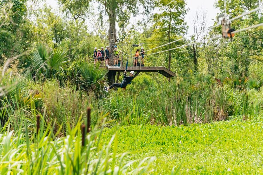 New Orleans: Swamp Zipline Tour - Looking for alligators below
