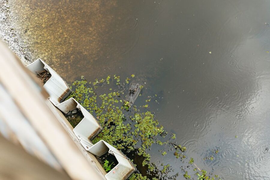 New Orleans: Swamp Zipline Tour - Starting 60 feet above the trees