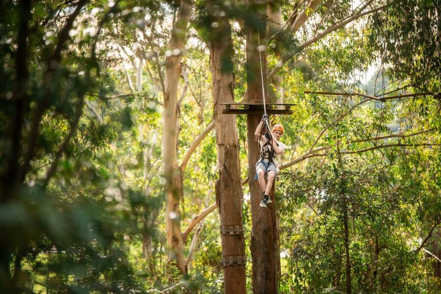 Newcastle: Tree Ropes Course Adventure - What the Newcastle tree ropes course is really like