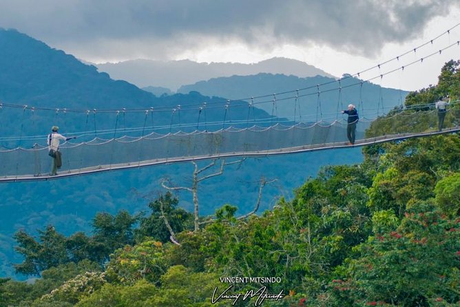 One Day Nyungwe National Park Tour& Canopy walk (2 Pax Min) - The big payoff above Nyungwe’s rainforest
