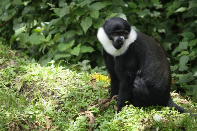 One Day Nyungwe National Park Tour& Canopy walk (2 Pax Min) - Booking, cancellation, and timing