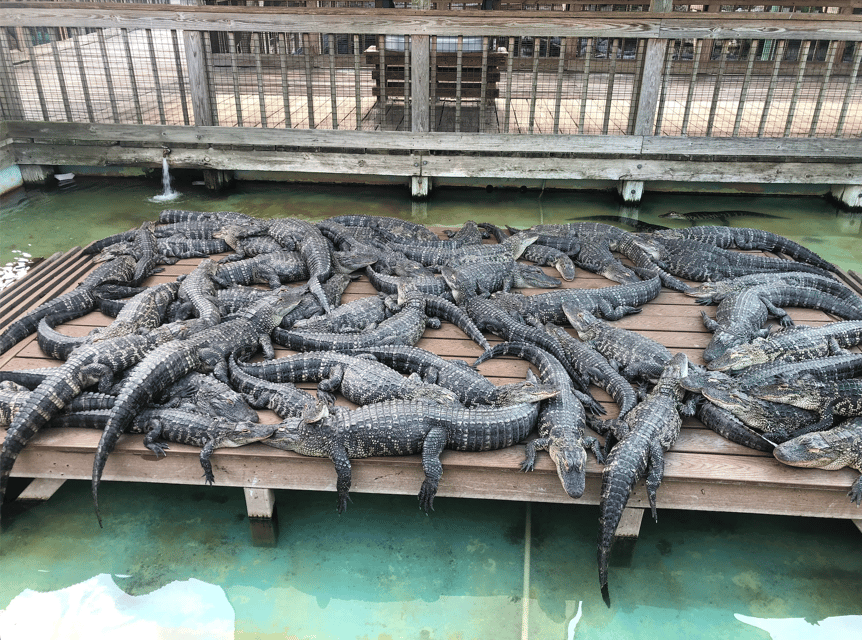 Orlando: Gatorland Zipline Adventure w/ Full-Day Park Access - Why Full-Day Park Access Improves the Value