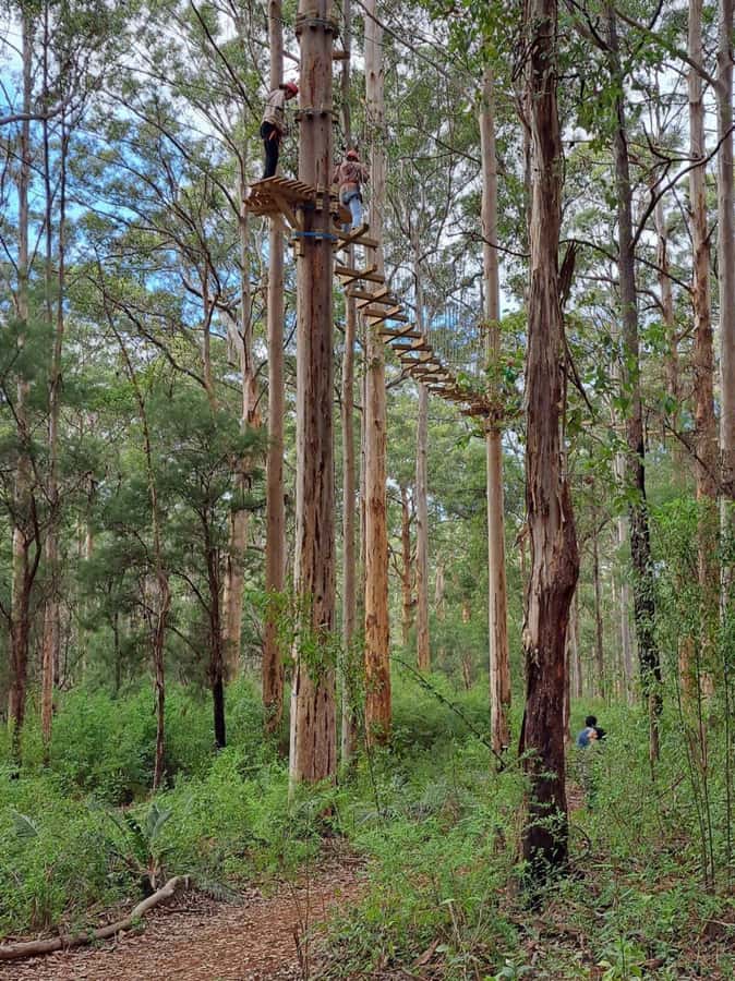 Pemberton: 2.5h Ultimate Ziplines & High Ropes Experience - A forest course beside the Gloucester Tree