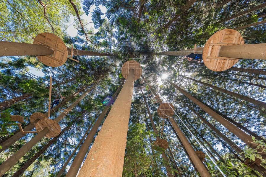 Pennant Hills: Tree Ropes Course Session - Safety training before you climb