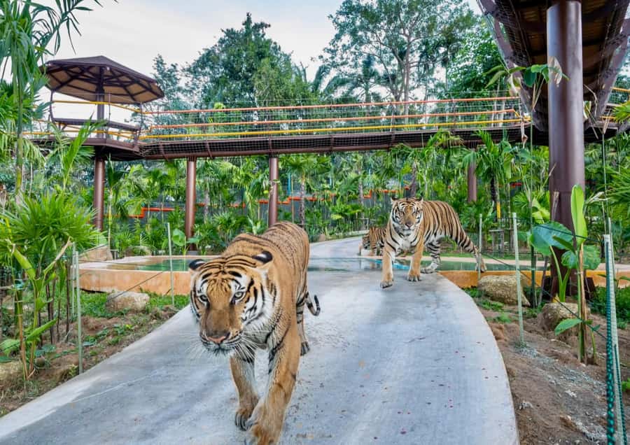 Phuket: Bird Park, Elephant Feeding, ATV Ride & City Tour - Quick take: what you are really getting