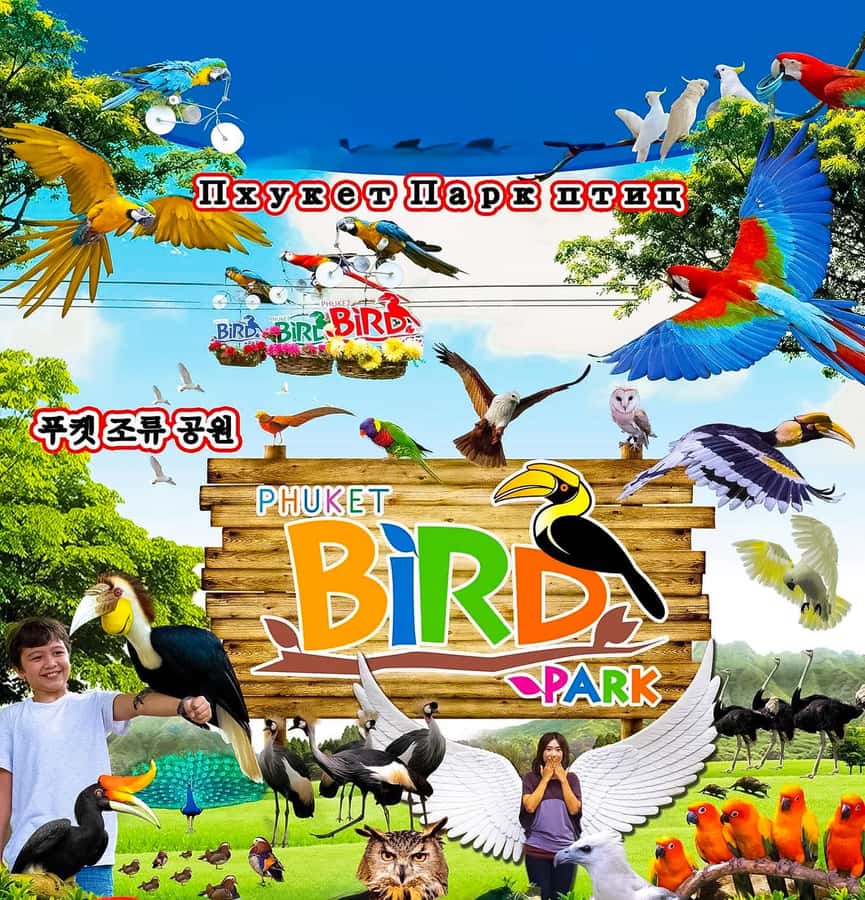 Phuket: Bird Park, Elephant Feeding, ATV Ride & City Tour - A busy Phuket day with a little of everything