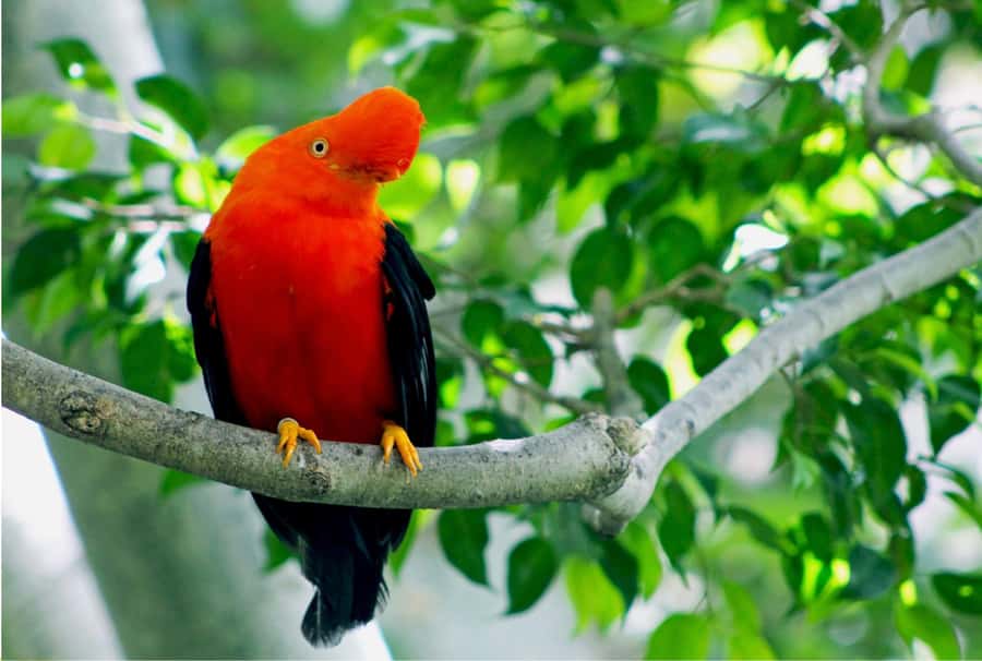 Phuket: Bird Park, Elephant Feeding, ATV Ride & City Tour - Phuket Bird Park is the photo-heavy stop