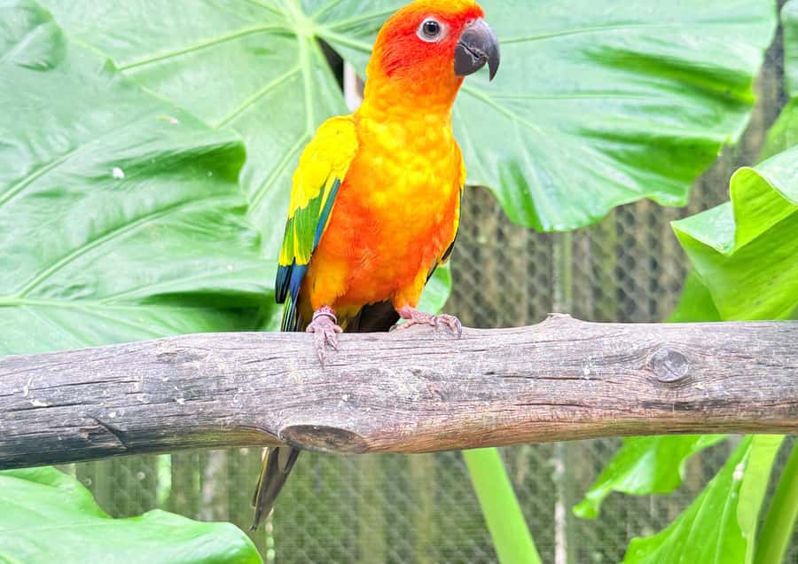 Phuket: Bird Park, Elephant Feeding, ATV Ride & City Tour - Honey and cashew stops show Phuket’s food side