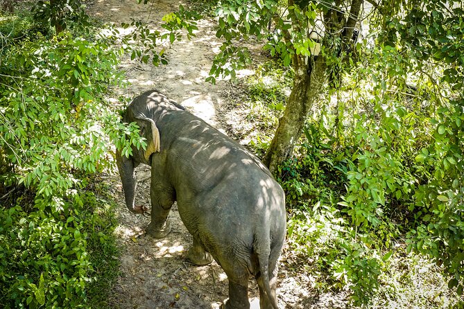 Phuket: Elephant Sanctuary Canopy Walkway Tour - Key points to know before you book