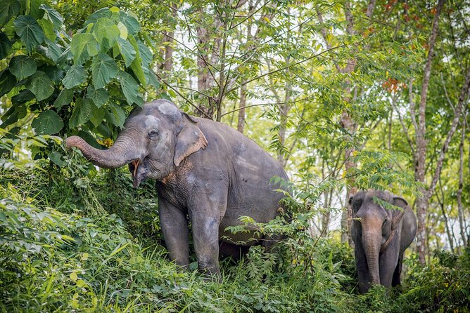 Phuket: Elephant Sanctuary Canopy Walkway Tour - Why the canopy walkway changes the elephant encounter