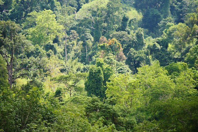 Phuket: Elephant Sanctuary Canopy Walkway Tour - Feeding the elephants, available through March 2026