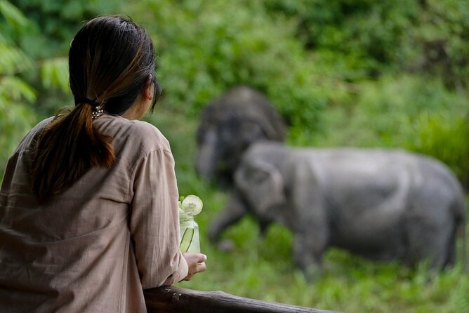 Phuket: Elephant Sanctuary Canopy Walkway Tour - Starting with the documentary and welcome refreshments