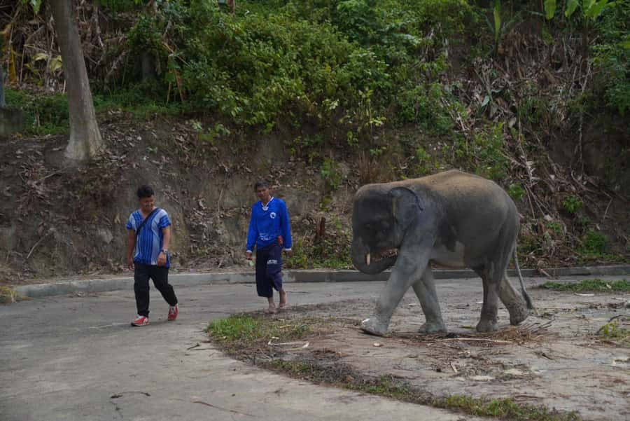 Phuket: Elephant Sanctuary & Zipline Adventure Combo - Two very different hours in Phuket’s forest