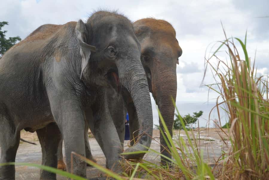 Phuket: Elephant Sanctuary & Zipline Adventure Combo - Hotel transfers across Phuket’s west coast