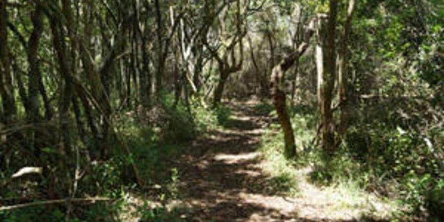 Plettenberg: 2-Hour Zipline Tour - The eco-friendly side of the course