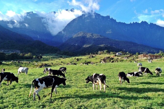Private Desa Dairy Farm, Kinabalu National Park, Hot Spring & Canopy Walk Tour - Desa Dairy Farm and the cool Mount Kinabalu foothills