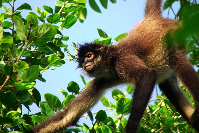 Private Tour Punta Laguna Monkey Sanctuary Zip Line - Key points before you book