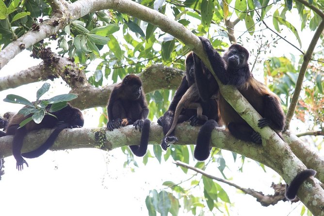 Private Tour Punta Laguna Monkey Sanctuary Zip Line - Searching for spider monkeys in the tropical forest