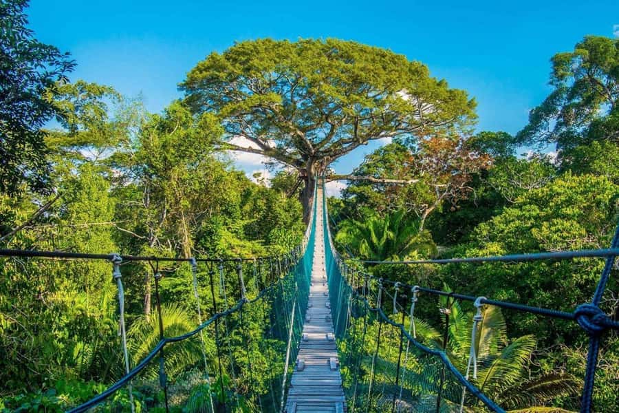 Puerto Maldonado: Jungle Adventure |Zipline + Canopy + Kayak - A river start on the Madre de Dios