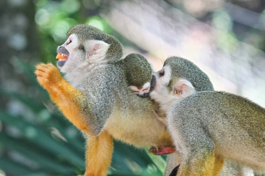 Puerto Plata: Monkeyland and Zip-Line Adventure - A tour with a useful local connection