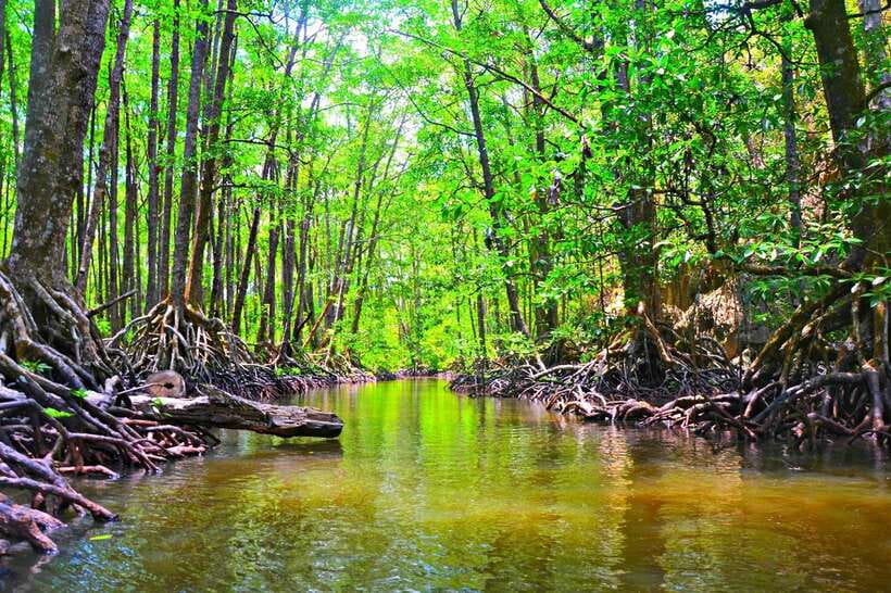 Puerto Princesa: Underground River, Zipline, Paddleboat Tour - Walking to the Sabang X zipline