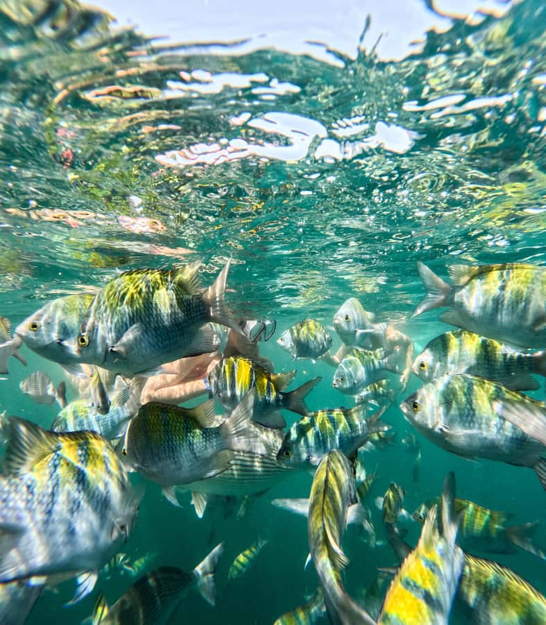 Puerto Vallarta: Zipline Tour, Snorkel & Secret Beach Escape - From C. Constitución 383 to Boca de Tomatlán
