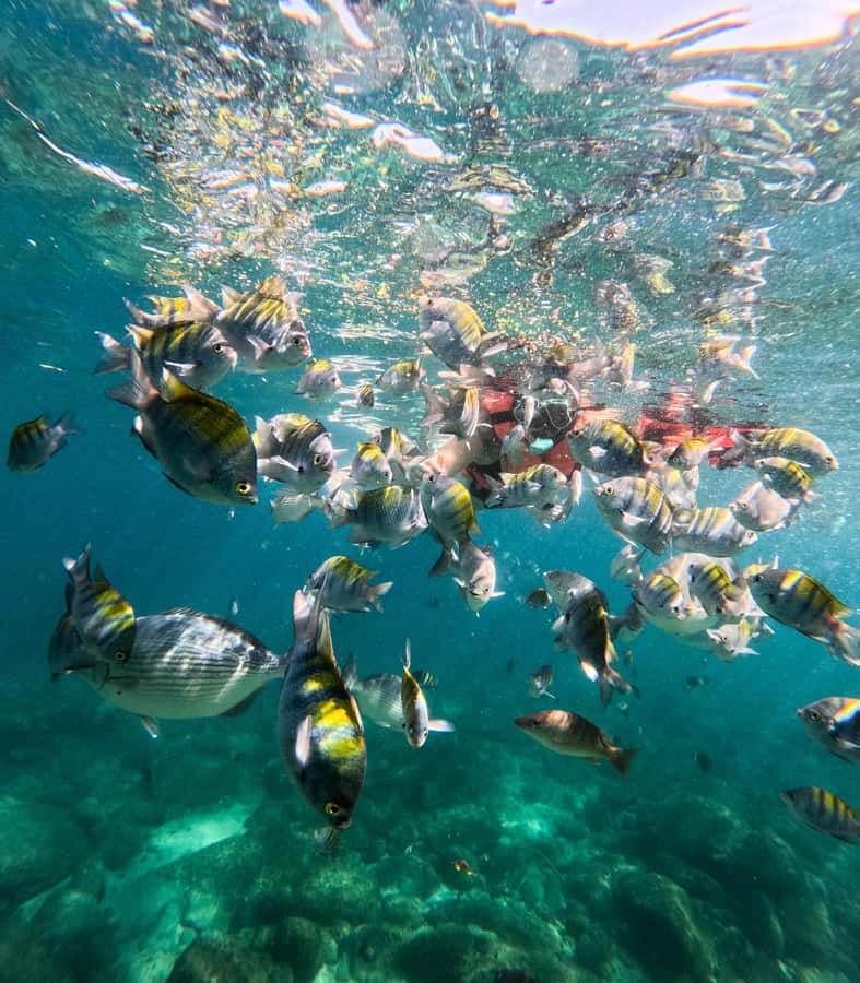 Puerto Vallarta: Zipline Tour, Snorkel & Secret Beach Escape - Three hours at Las Ánimas Beach