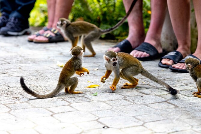 Punta Cana Monkeyland and Zipline Two Adventures in One Day - Monkeyland and its friendly squirrel monkeys