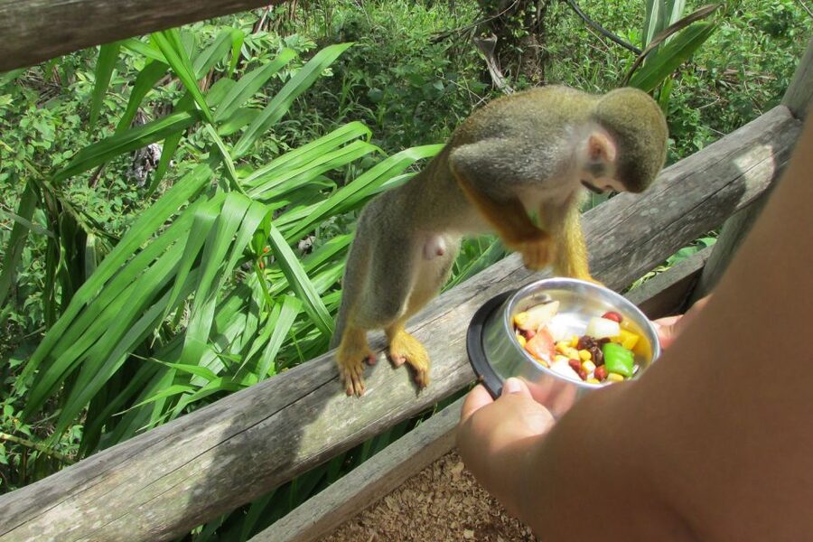 Punta Cana: Ziplines Adventures & Monkeyland Entry - Lunch, local products, and the Coconut House