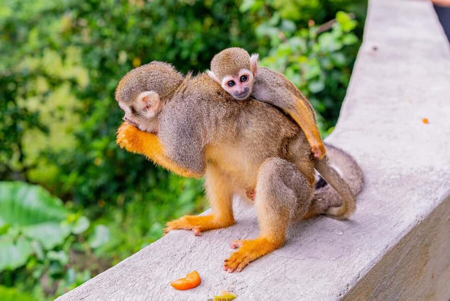 Punta Cana: Ziplines Adventures & Monkeyland Entry - Who should book this Punta Cana excursion?