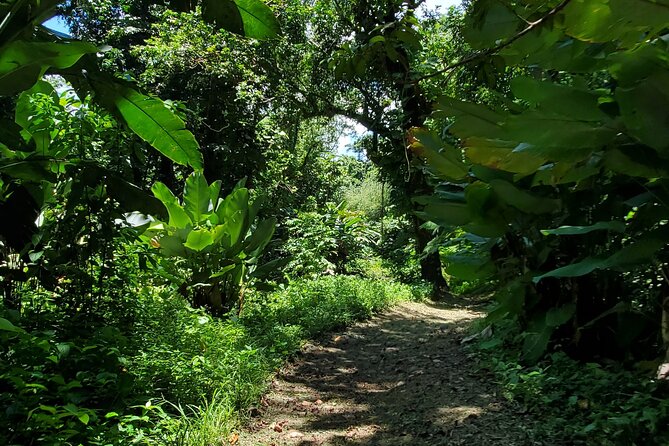 Rainforest and Junglequi Zipline Combo Tour - Is $200 a fair price?
