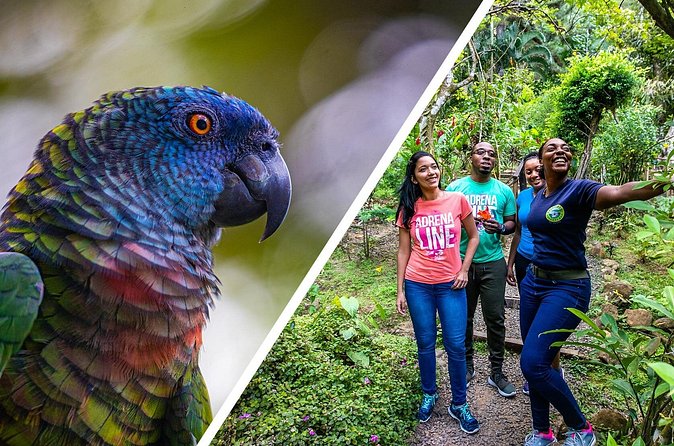Rainforest Rush: St. Lucia Zip Line Adventure - The three-hour schedule and what can slow it down