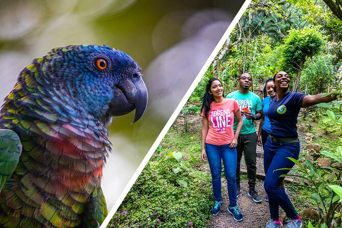 Rainforest Rush: St. Lucia Zip Line Adventure - Who will enjoy this most?