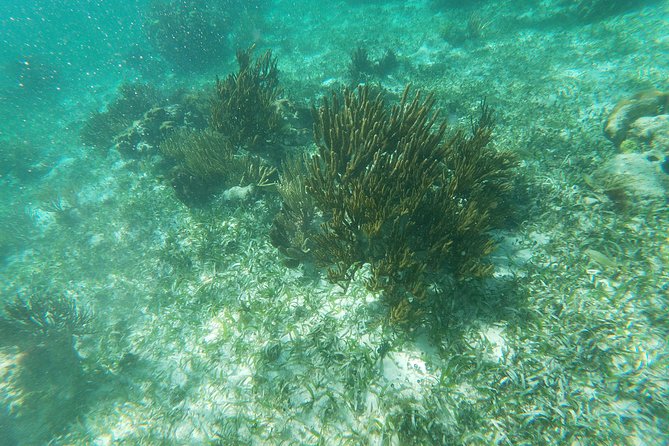Reef Snorkeling with ATV, Zipline, Cenote that includes lunch and transportation - Ziplines through the trees
