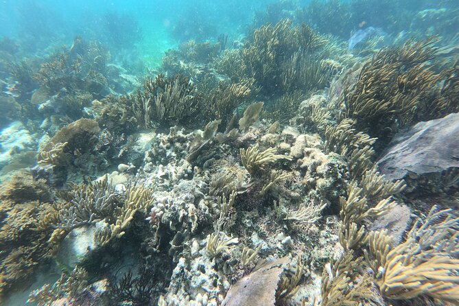 Reef Snorkeling with ATV, Zipline, Cenote that includes lunch and transportation - What the $109.65 price really covers