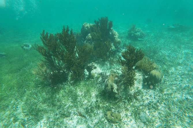 Reef Snorkeling with ATV, Zipline, Cenote that includes lunch and transportation - Pickup, timing, and the long road home