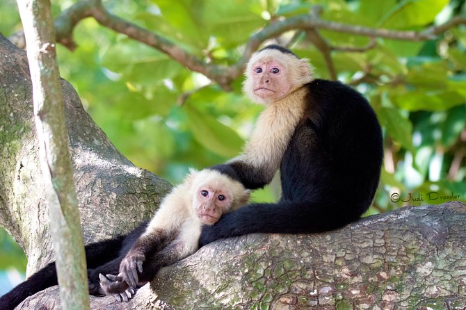 Roatan Canopy Zip Line and Beach Escape - Flying through the jungle canopy