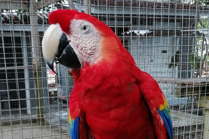 Roatan Zipline Adventure, Sloths & Monkeys,Chocolate Factory Tour - Why this four-hour Roatan outing works