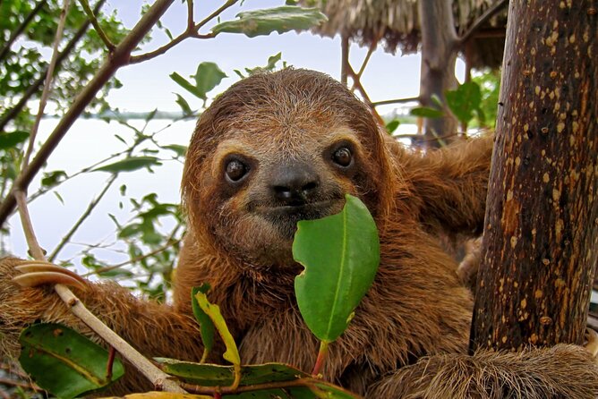 Roatan Zipline Adventure, Sloths & Monkeys,Chocolate Factory Tour - Rum cake and island rum samples