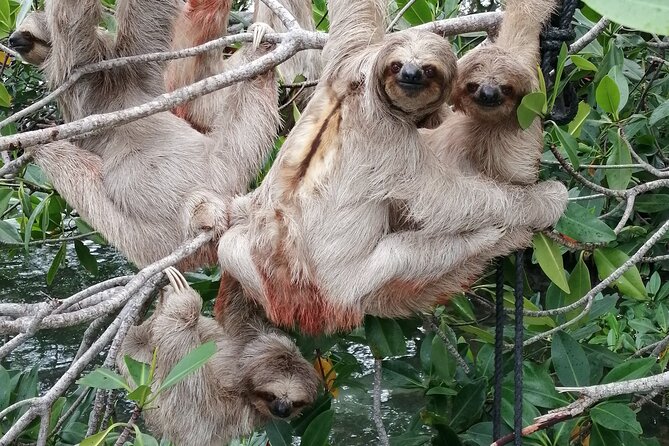 Roatan Zipline Adventure, Sloths & Monkeys,Chocolate Factory Tour - Who should choose this Roatan excursion?