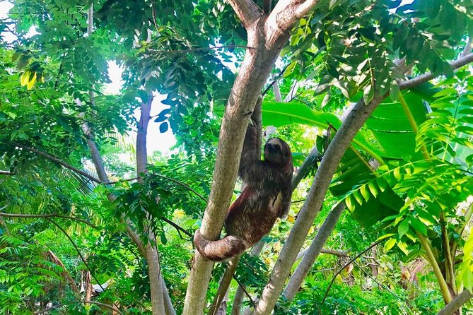Roatan Zipline, ATV Buggy Ride + Sloths & Exclusive Beach Access - Mayan Eden: sloths, monkeys, and 12 canopy lines