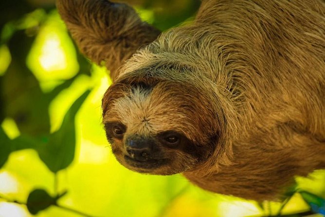 Roatan Zipline, ATV Buggy Ride + Sloths & Exclusive Beach Access - Should you book it?