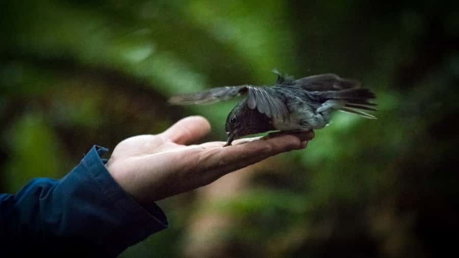 Rotorua: 6 Ziplines, Swing-Bridges & Wildlife Encounters - Key points at a glance