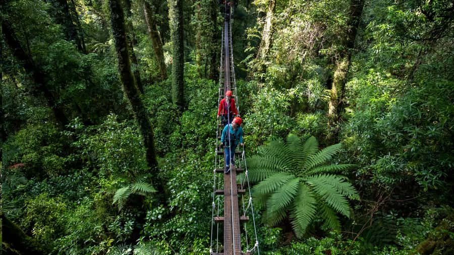 Rotorua: 6 Ziplines, Swing-Bridges & Wildlife Encounters - Should you book Rotorua Canopy Tours?
