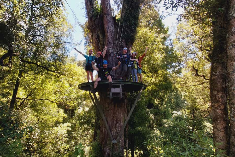Rotorua: 6 Ziplines, Swing-Bridges & Wildlife Encounters - Birds, platforms, and the quieter parts